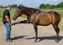 animal osteopathy